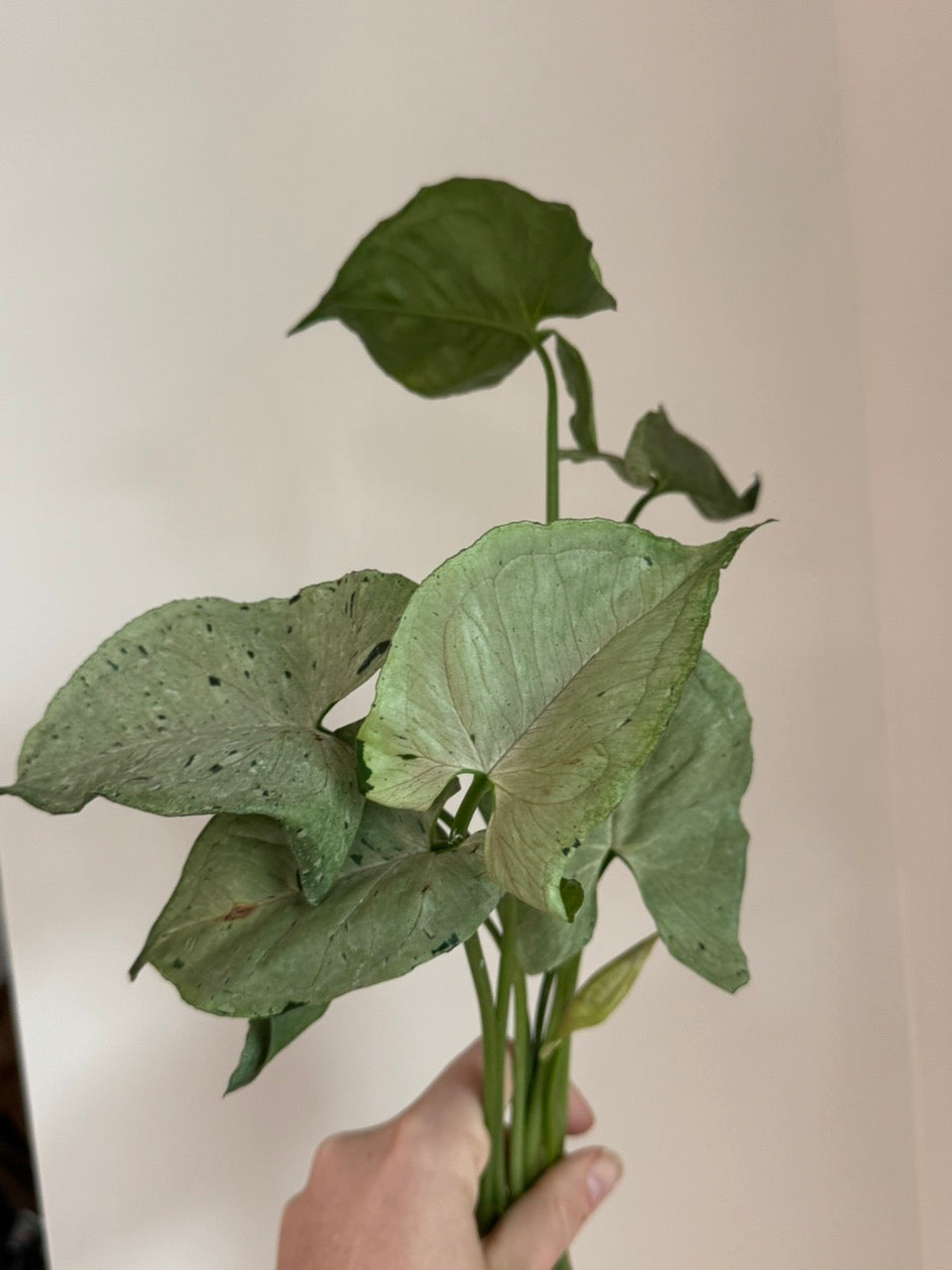 Syngonium Green Splash/Grey Ghost