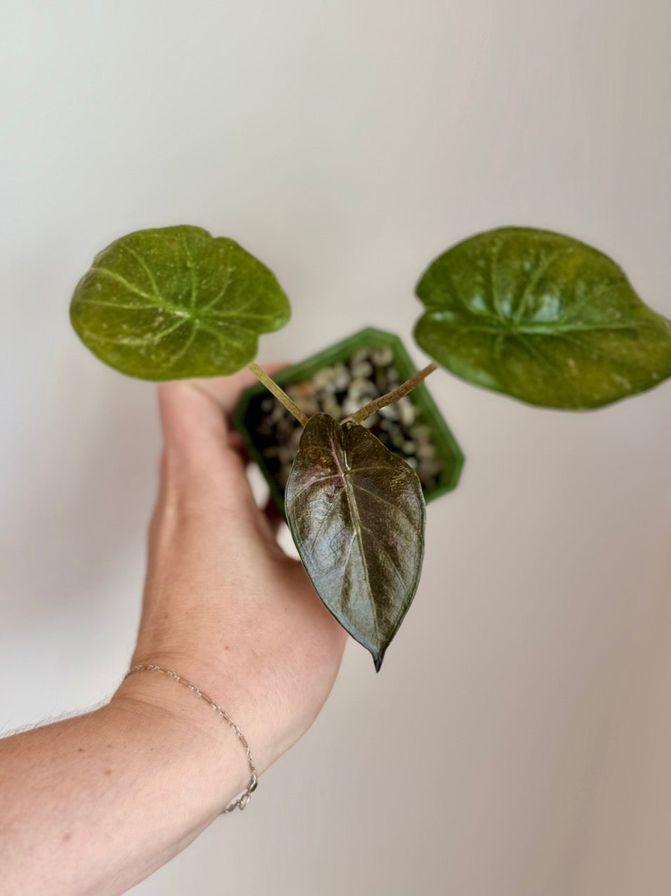 Alocasia Wentii Vintage Silver/Pink Splash