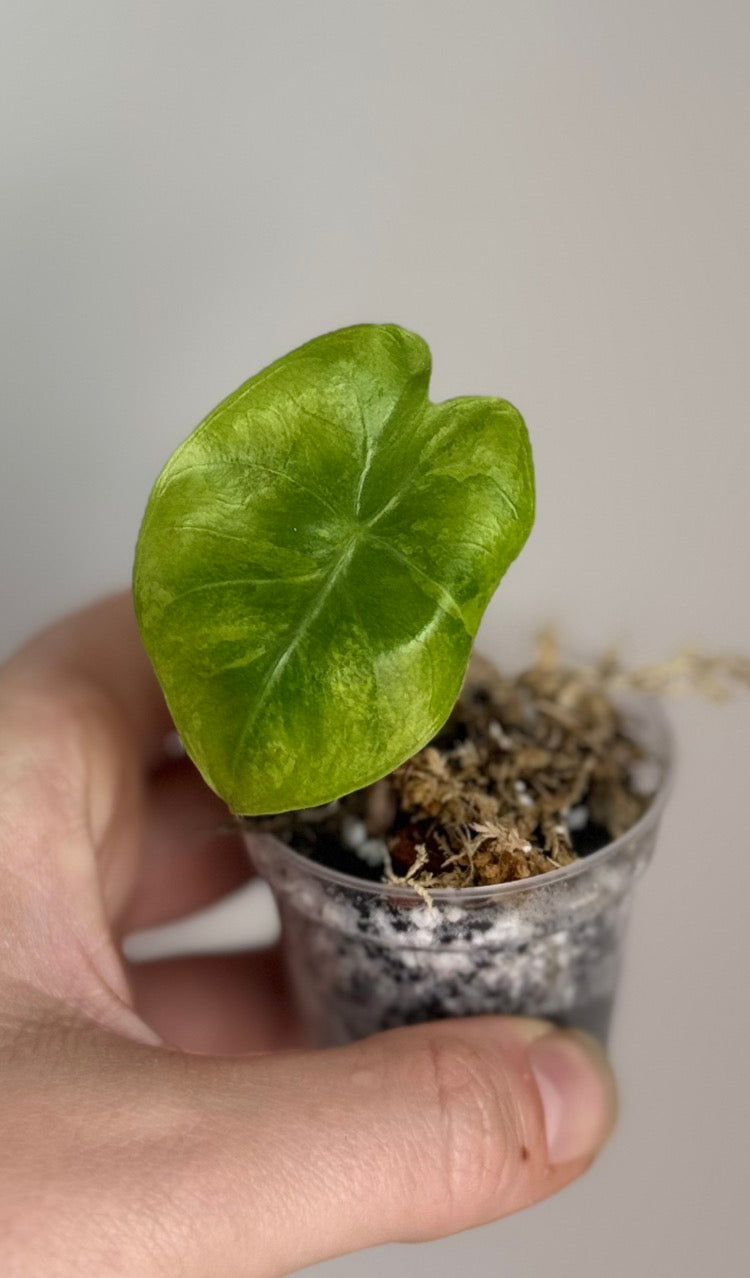 Alocasia Pink Dragon Pup