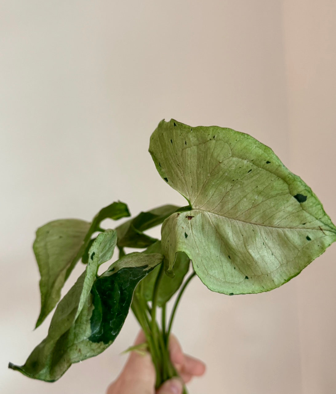 Syngonium Green Splash/Grey Ghost