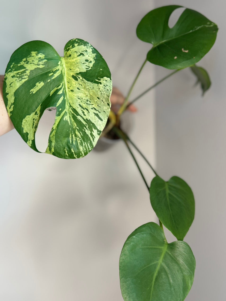 Monstera Bulbasaur