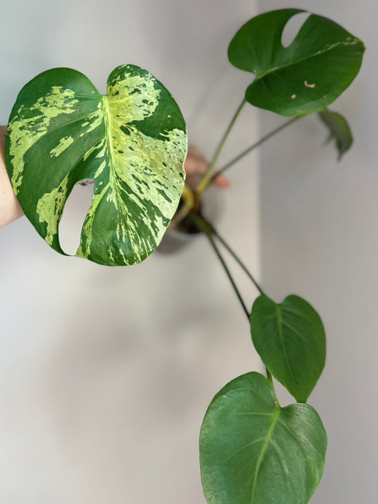Monstera Bulbasaur
