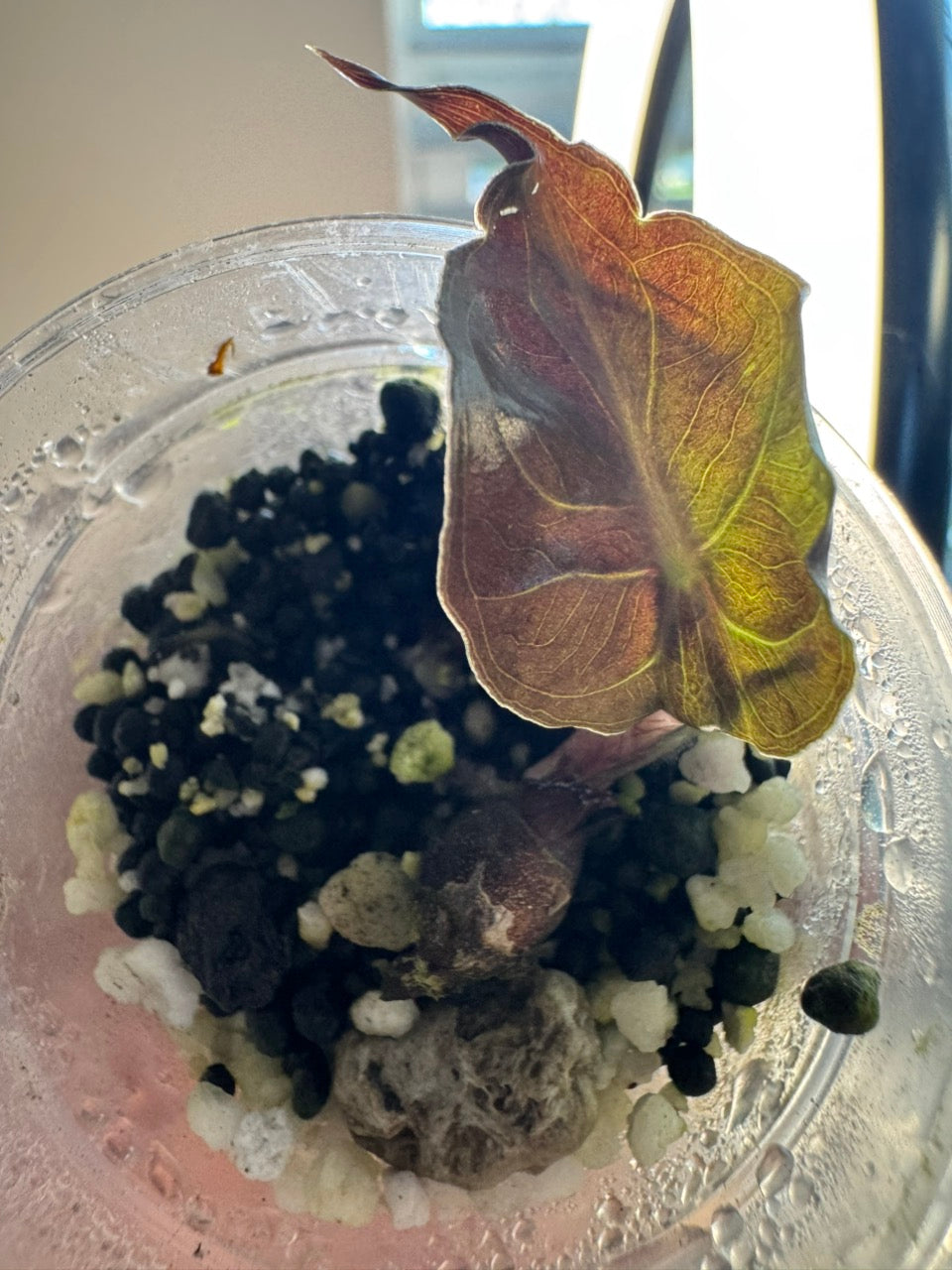 Alocasia Venom Aurea