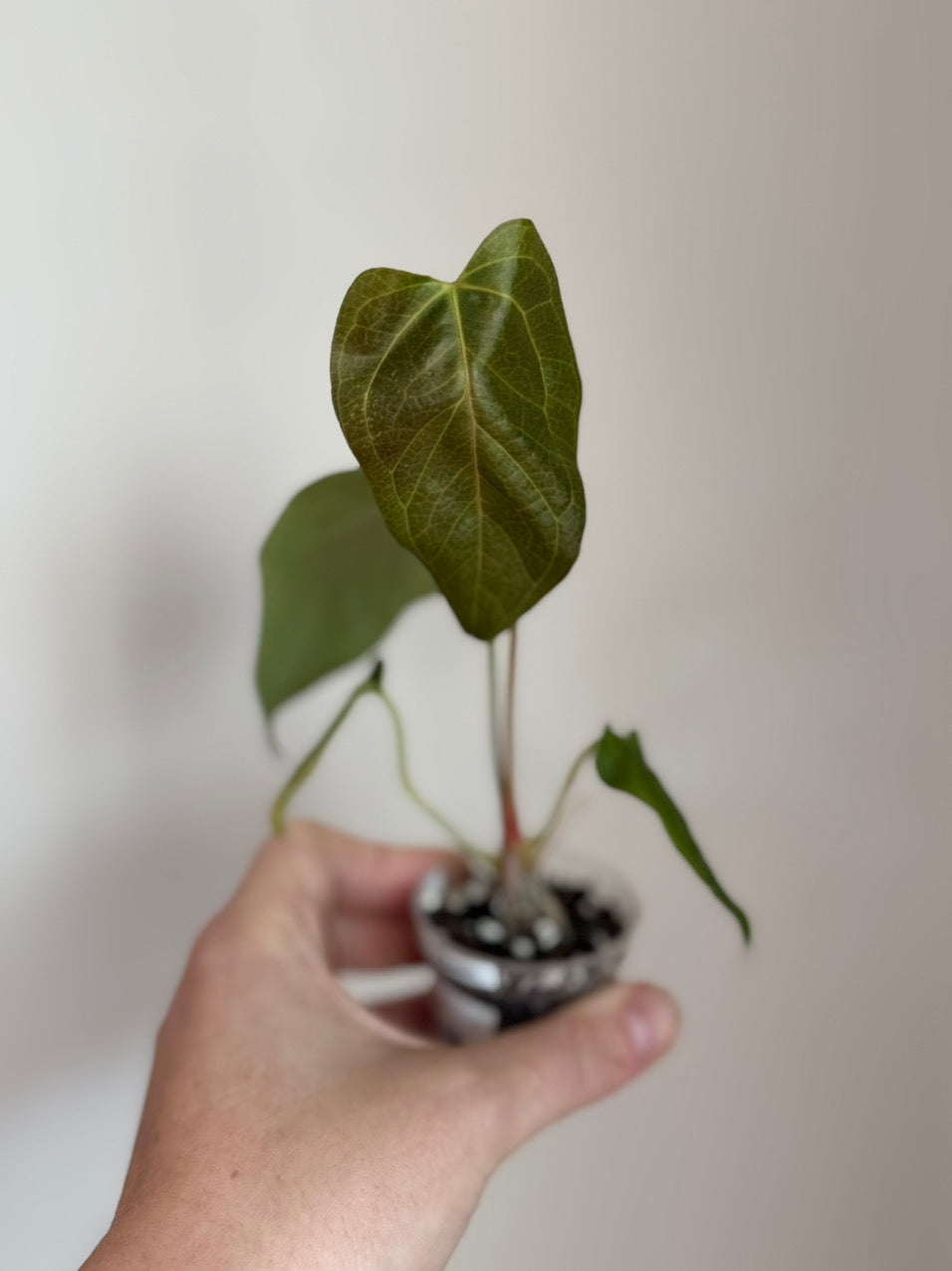Anthurium Queen of Hearts