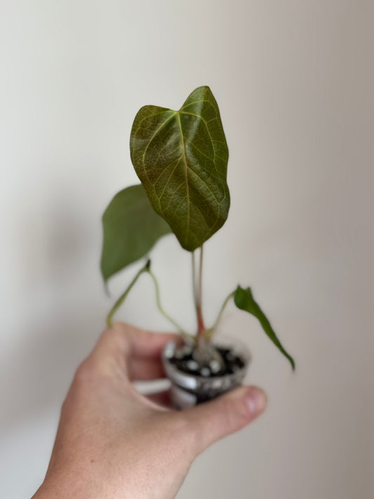 Anthurium Queen of Hearts