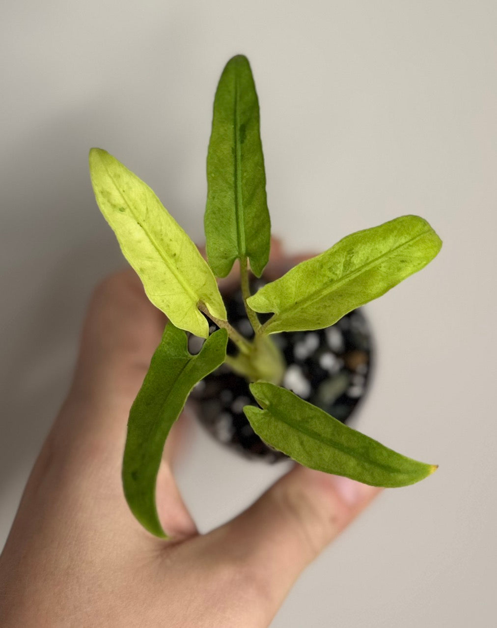Alocasia Lauterbachiana Aurea/Mint