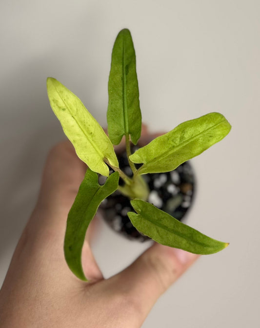 Alocasia Lauterbachiana Aurea/Mint