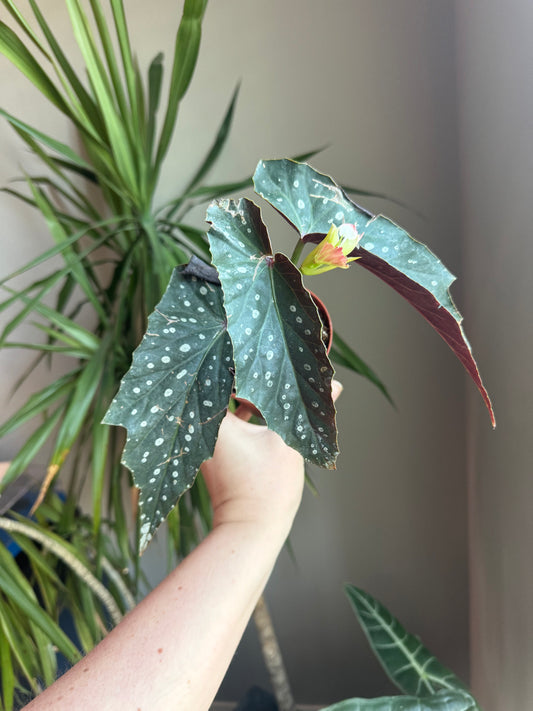 Begonia Angel Wing Harmony’s Ninja