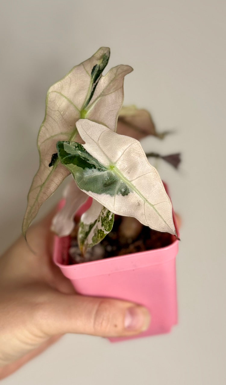 Alocasia Pink Polly