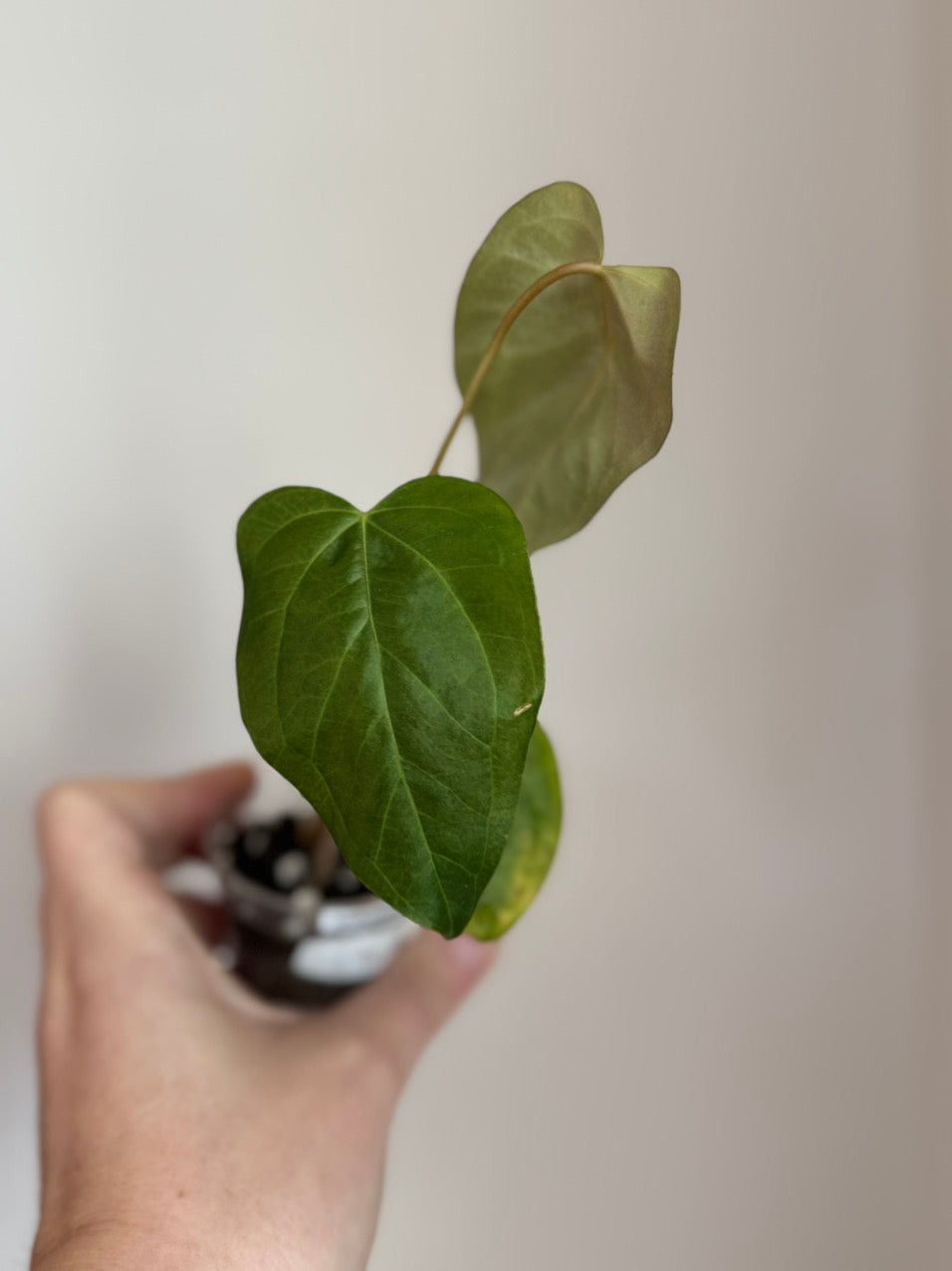 Anthurium Queen of Hearts