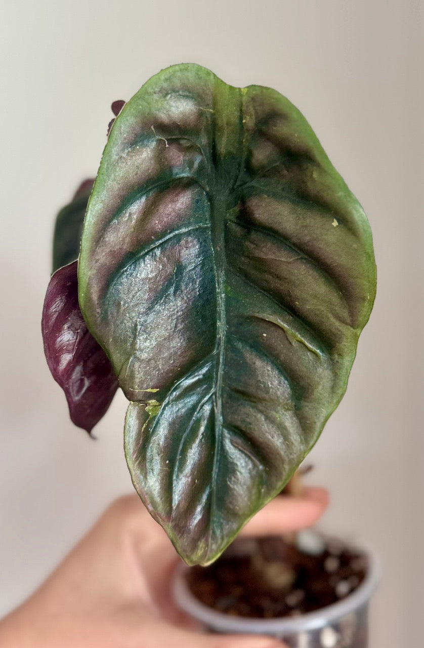 Alocasia Cuprea Mutation corm