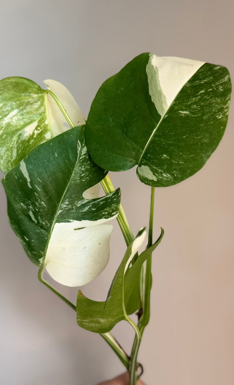 Monstera Albo - Fresh Import