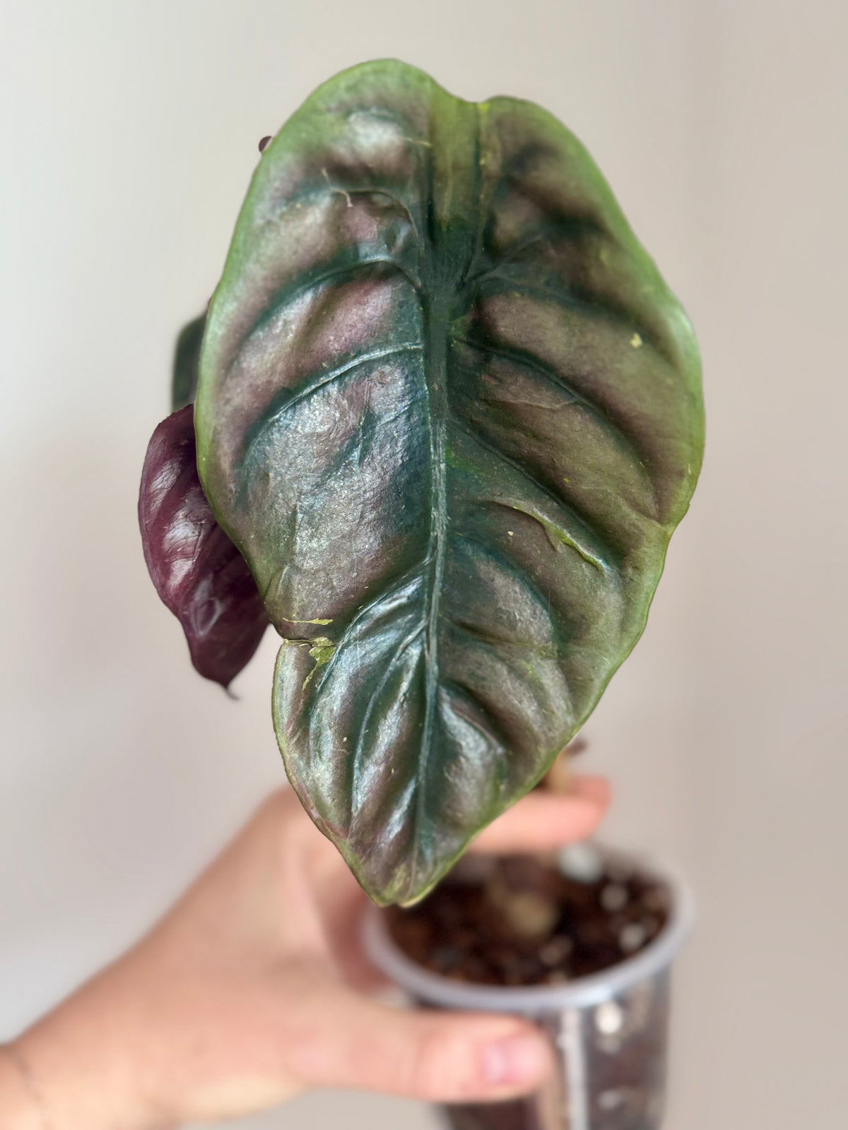 Corm - Alocasia Variegated Cuprea Mutation