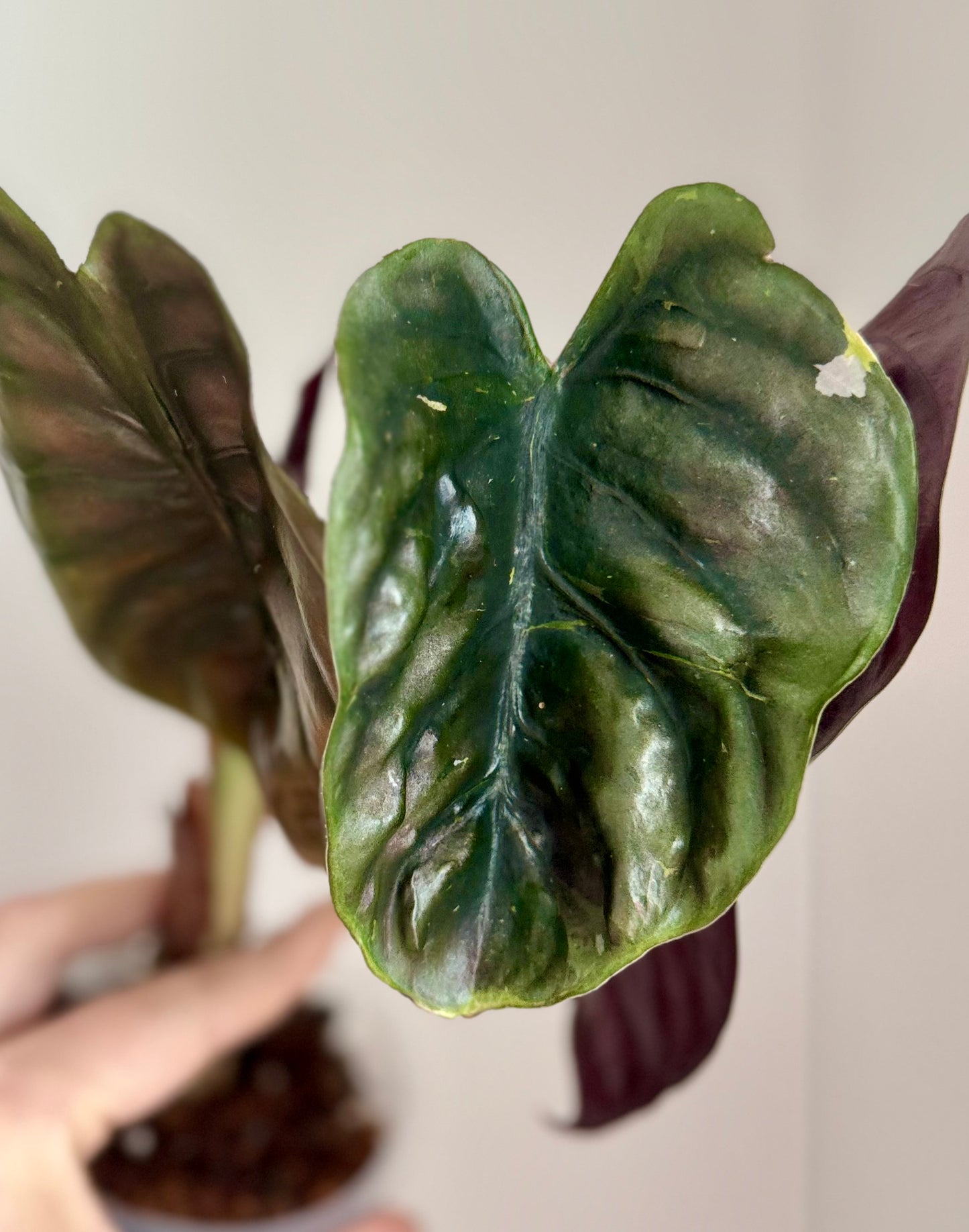 Corm - Alocasia Variegated Cuprea Mutation