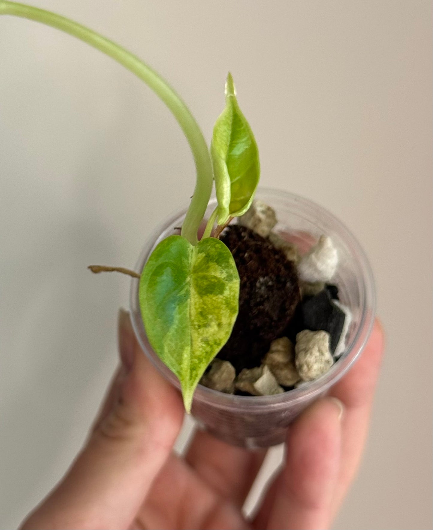 Alocasia Dragon Scale Aurea