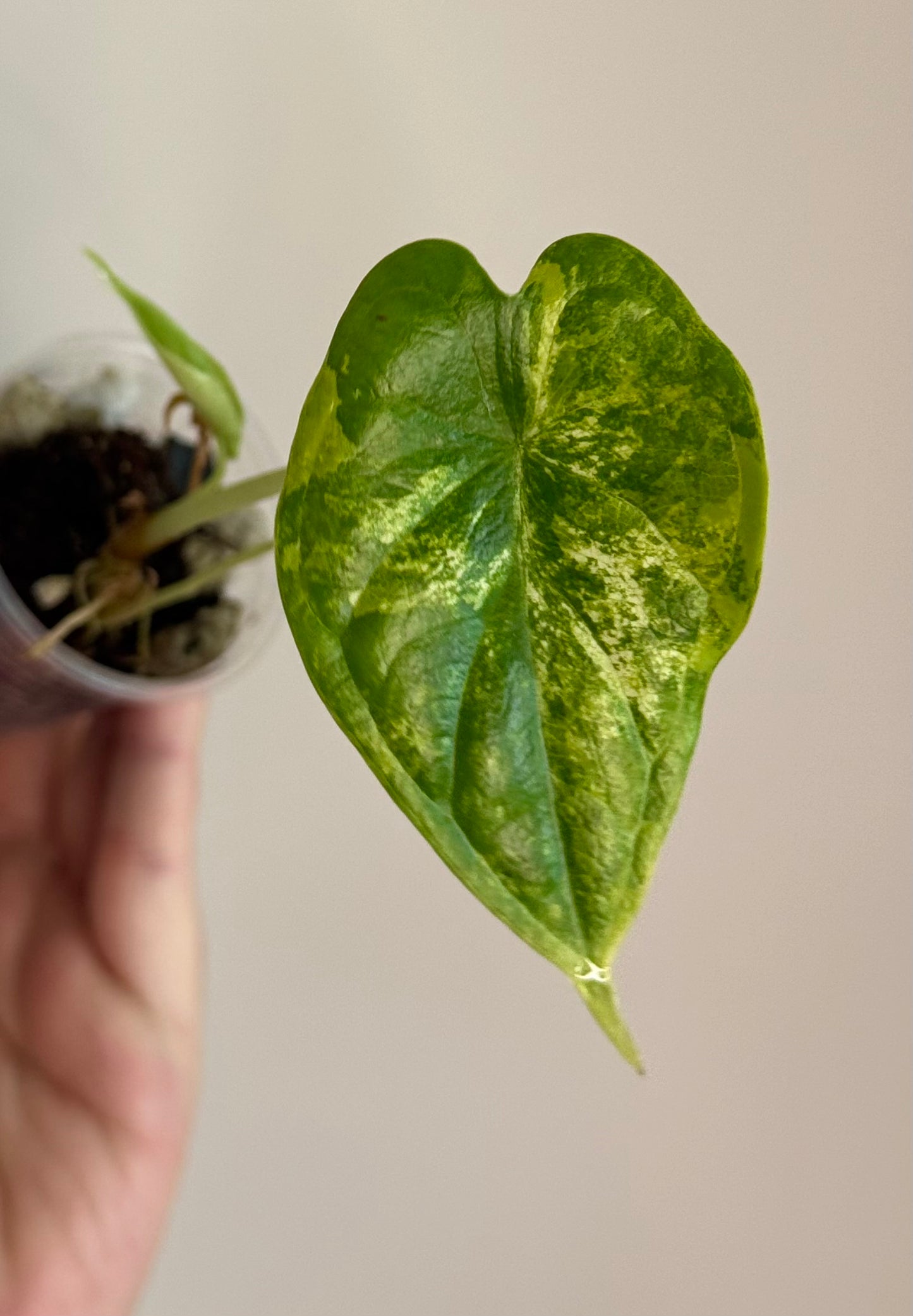 Alocasia Dragon Scale Aurea