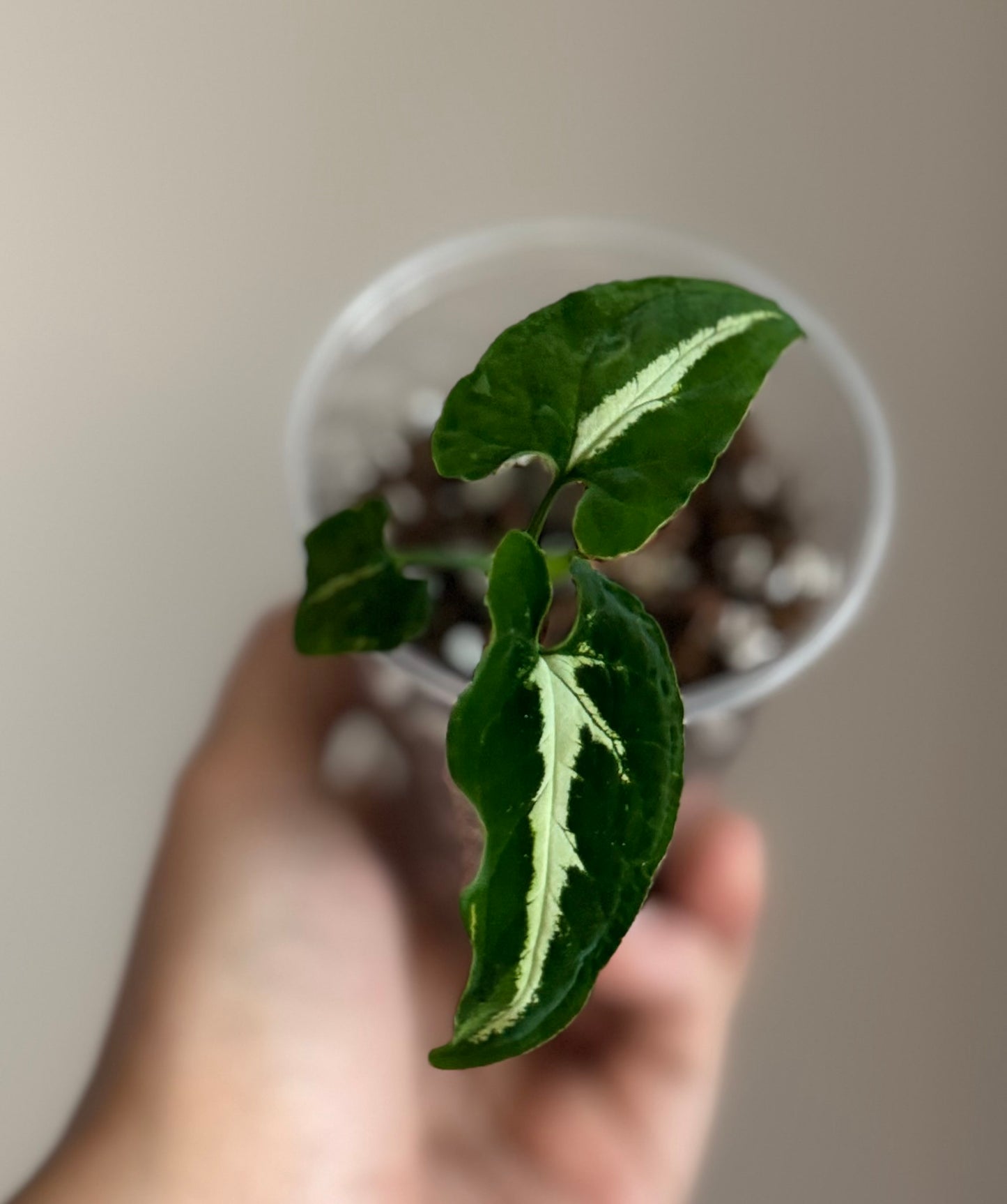 Syngonium Wendlandii