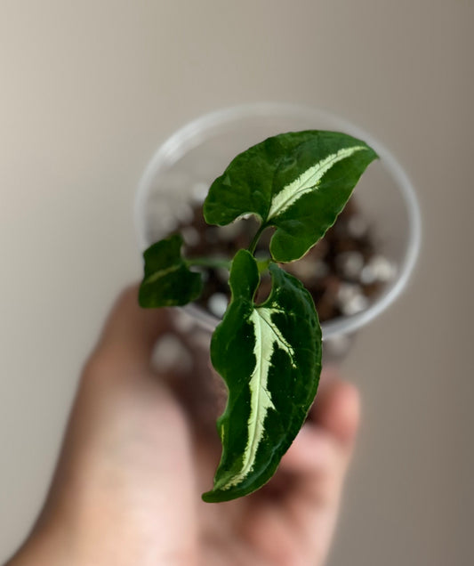 Syngonium Wendlandii