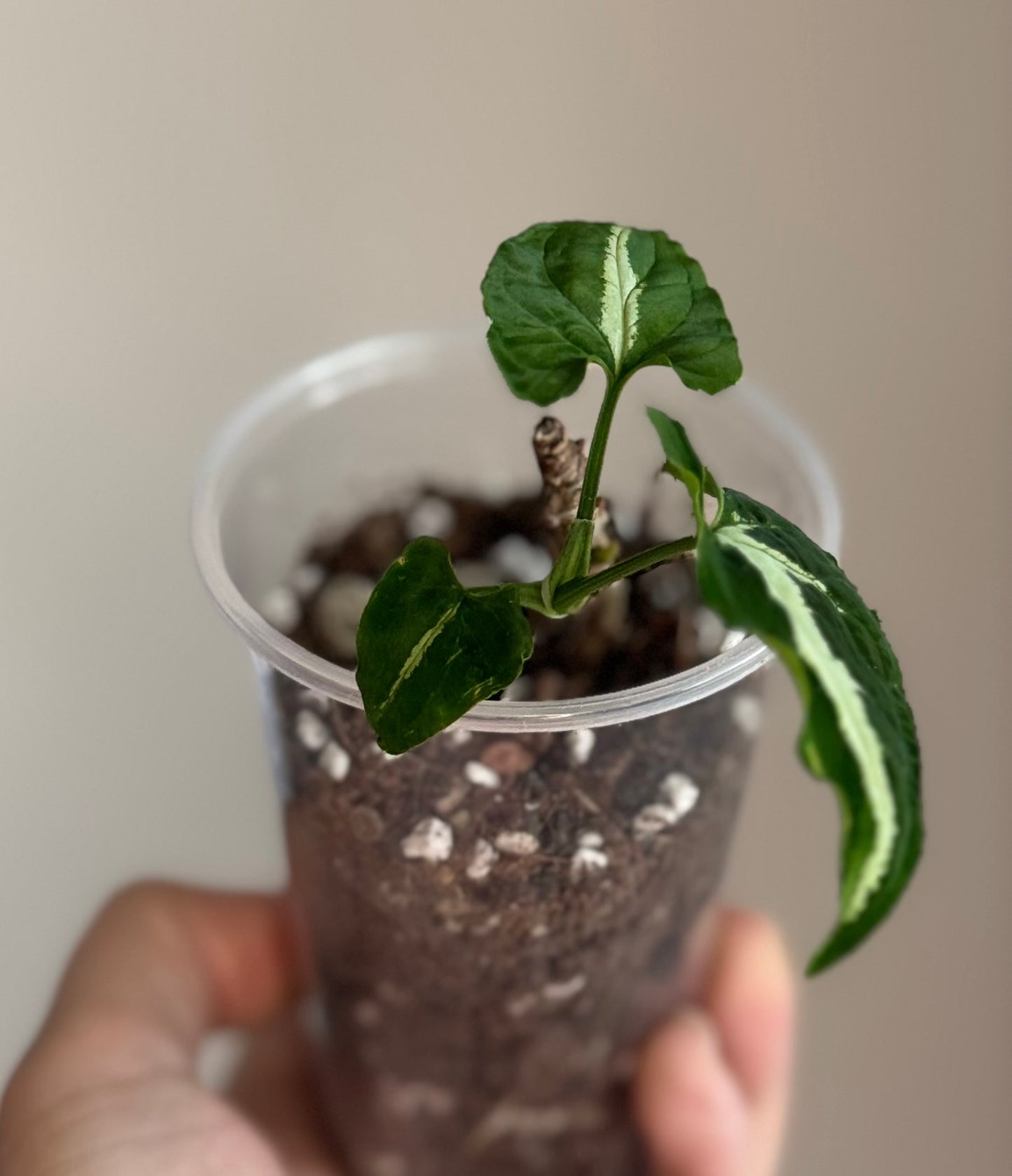 Syngonium Wendlandii