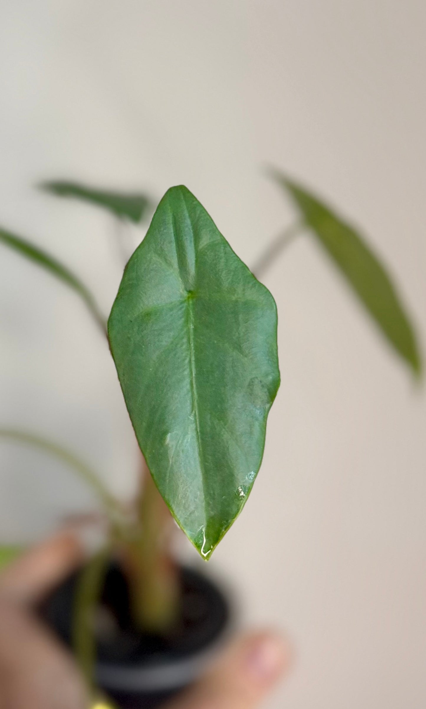 Alocasia Corm - Perakensis Silver
