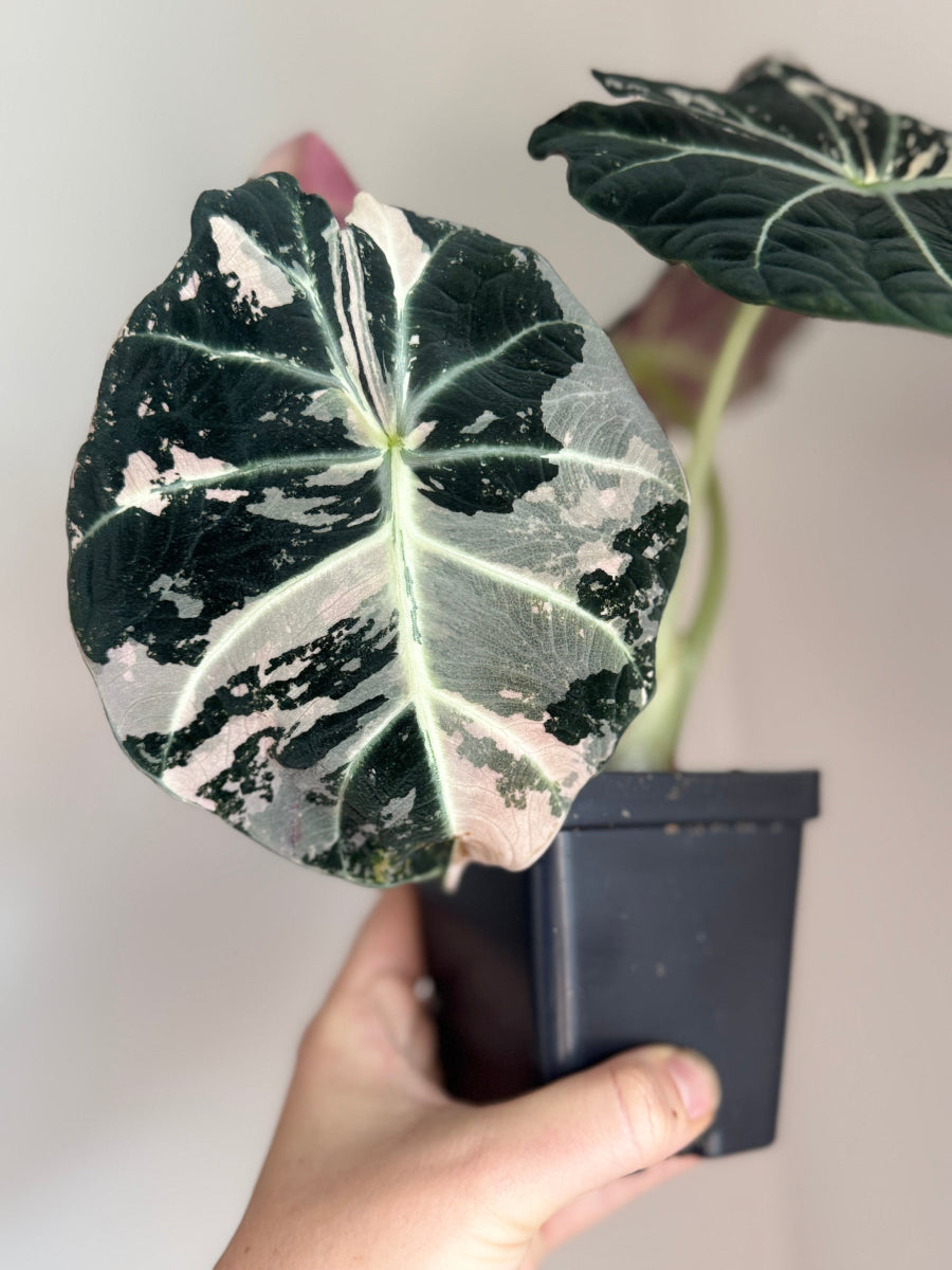 Alocasia Pink Black Velvet Mother Plant