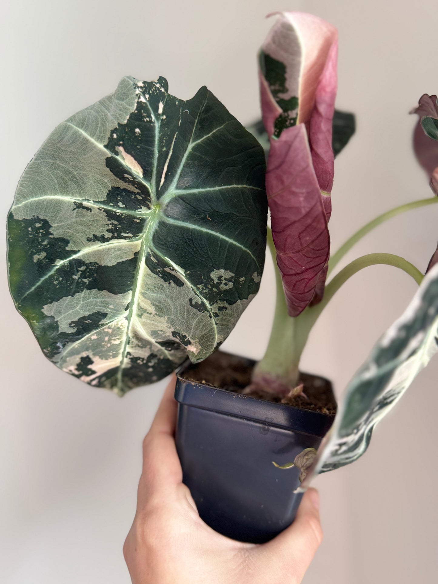 Alocasia Pink Black Velvet Mother Plant