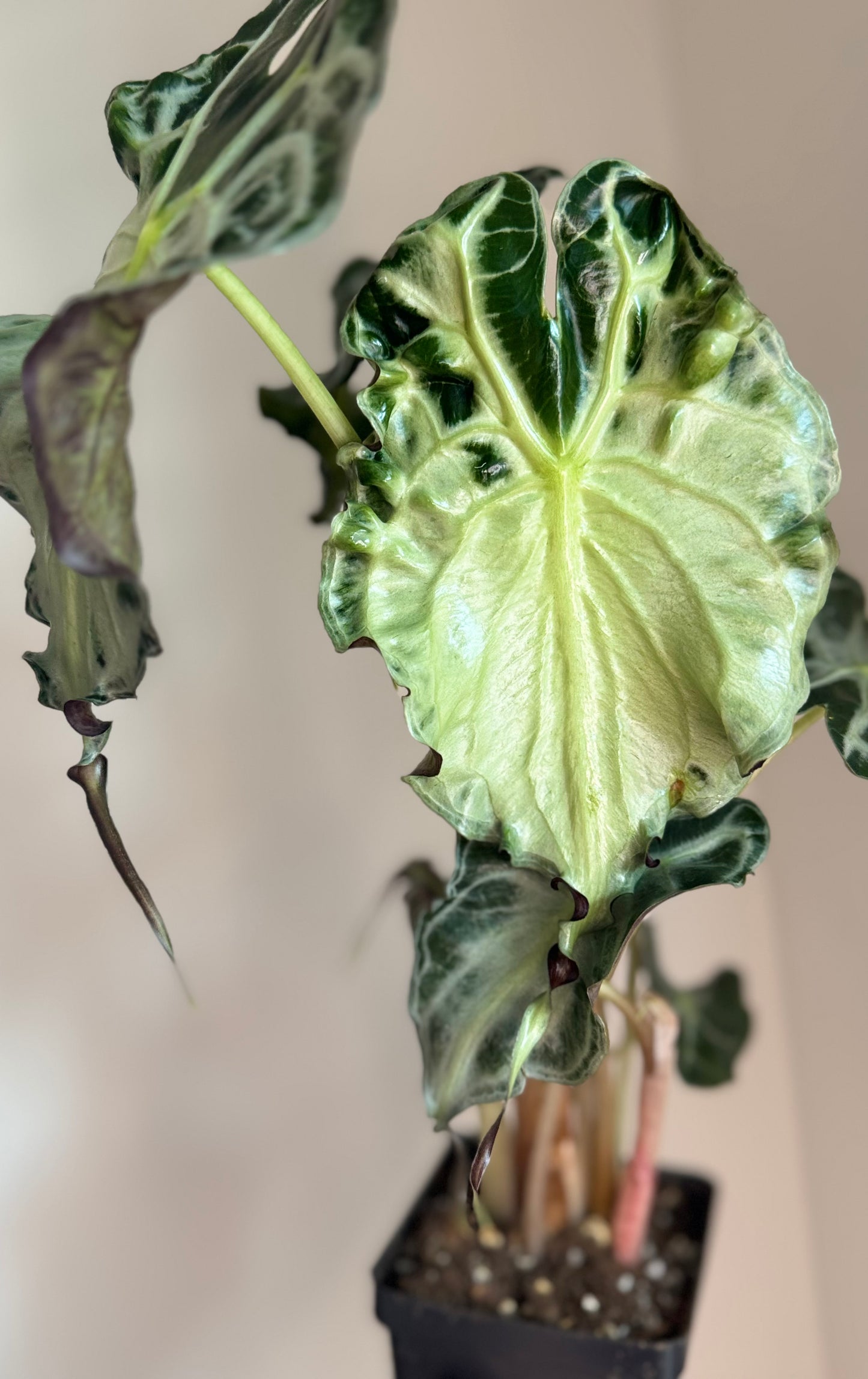 Alocasia Venom Mother Plant