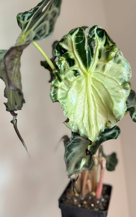 Alocasia Venom Mother Plant