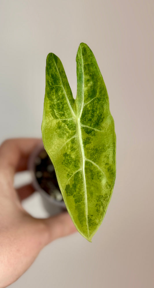 Alocasia Longiloba Lucifer Aurea Variegated