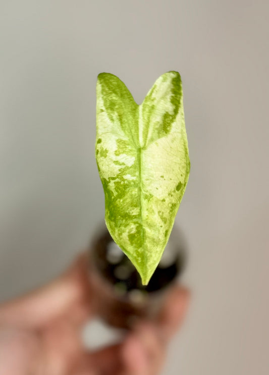 Alocasia Longiloba Thai Con