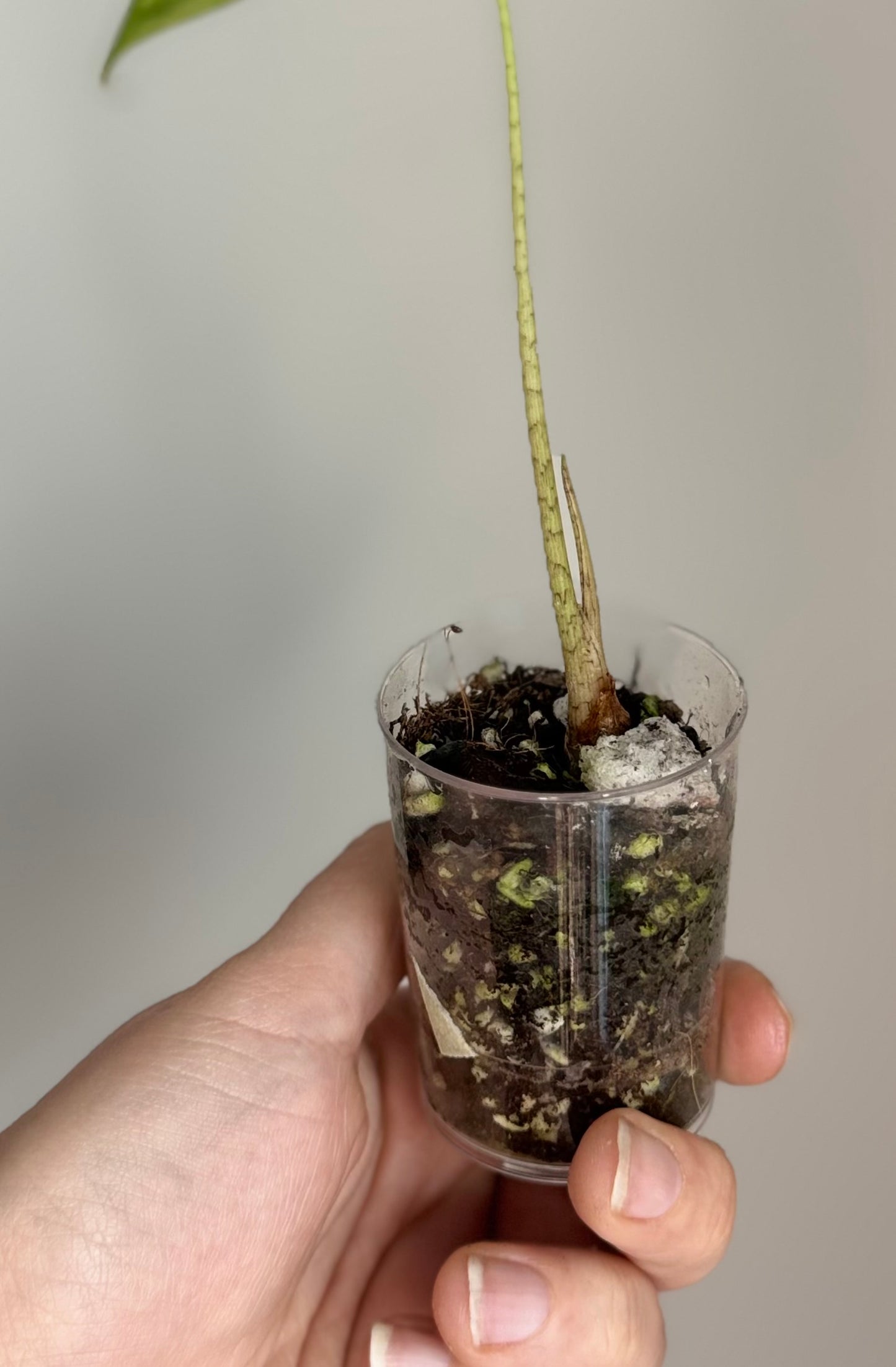 Alocasia Longiloba Thai Con