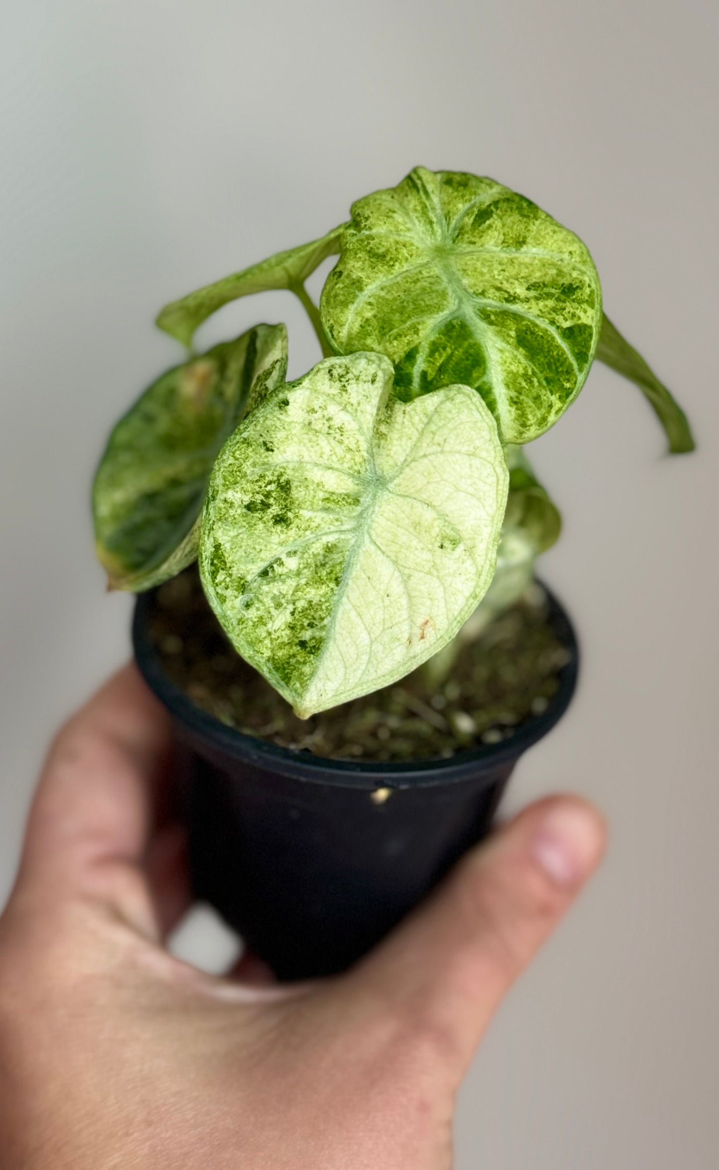 Alocasia Ninja Tricolor