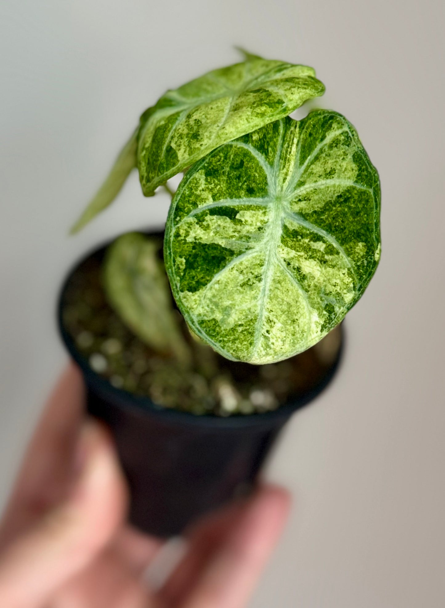 Alocasia Ninja Tricolor