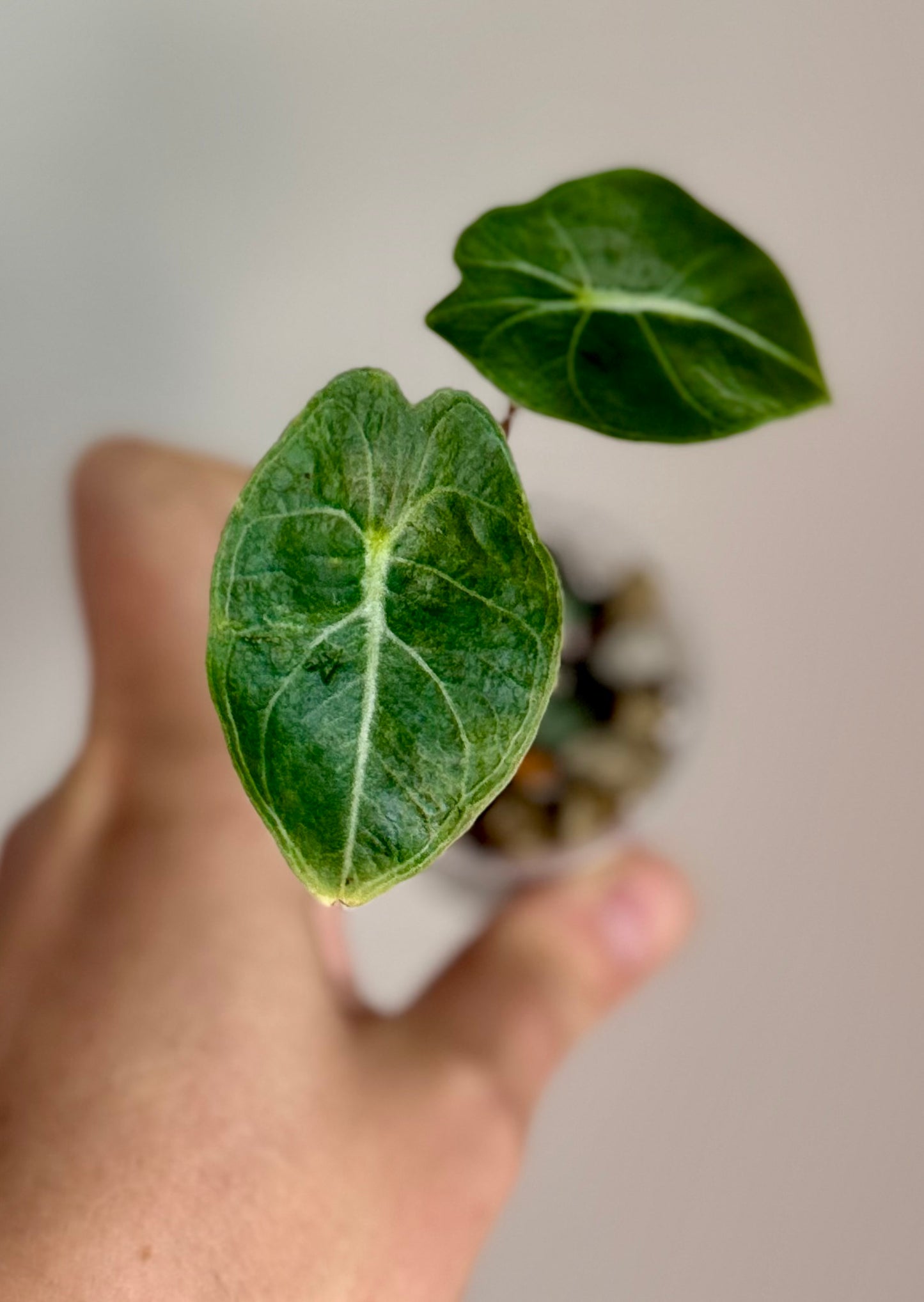 Alocasia Dragon Tooth Aurea Sport Variegated