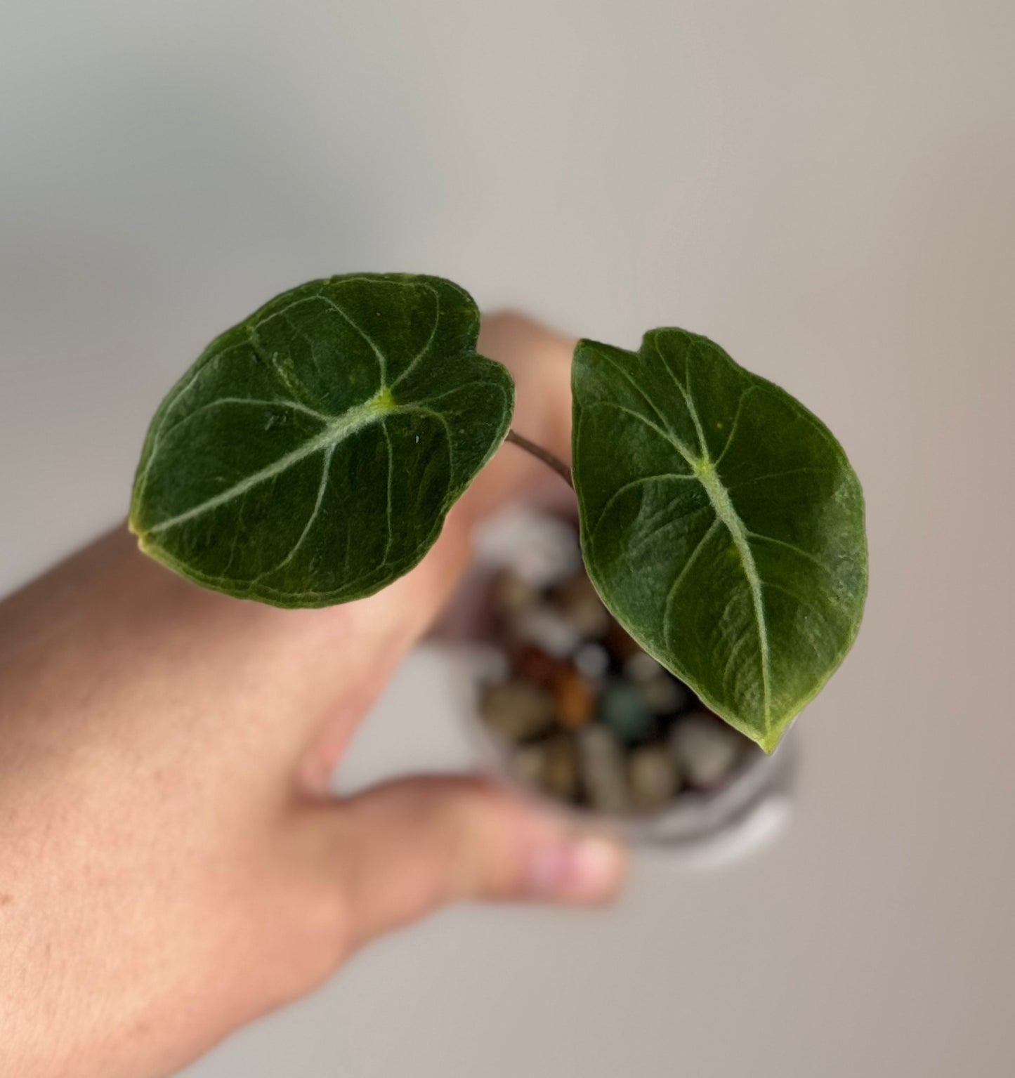 Alocasia Dragon Tooth Aurea Sport Variegated