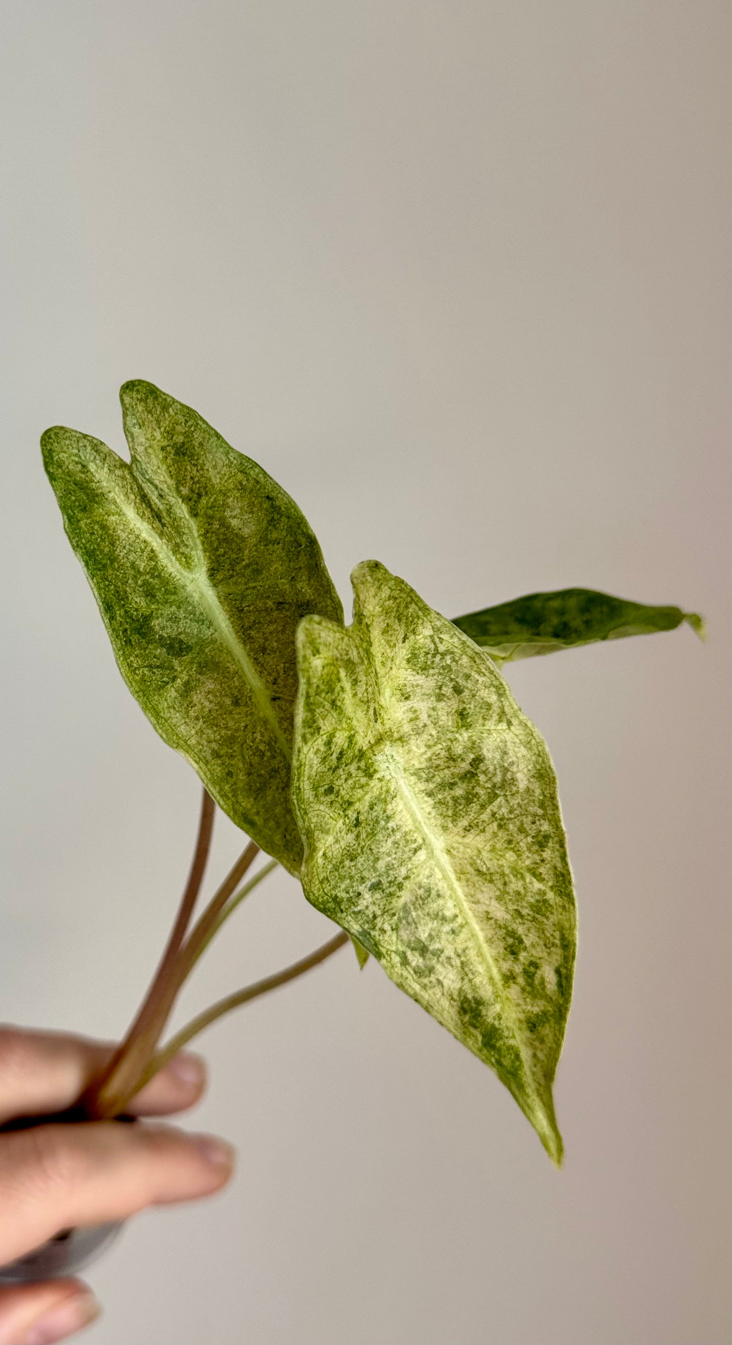 Alocasia Black Satun Stardust