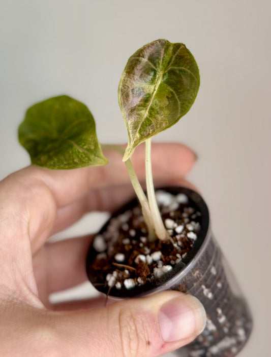 Alocasia Azlanii Aurea Variegated