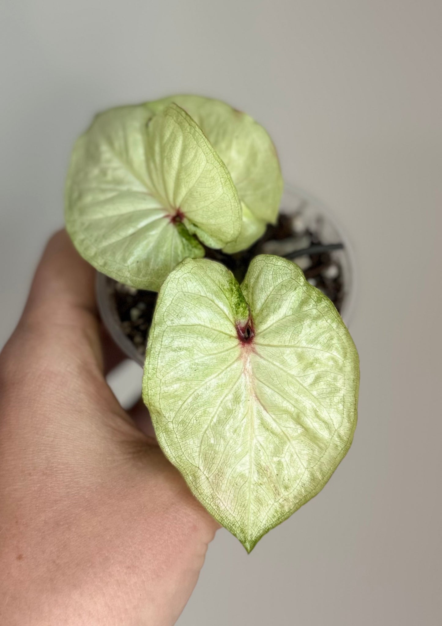 Thai Caladium