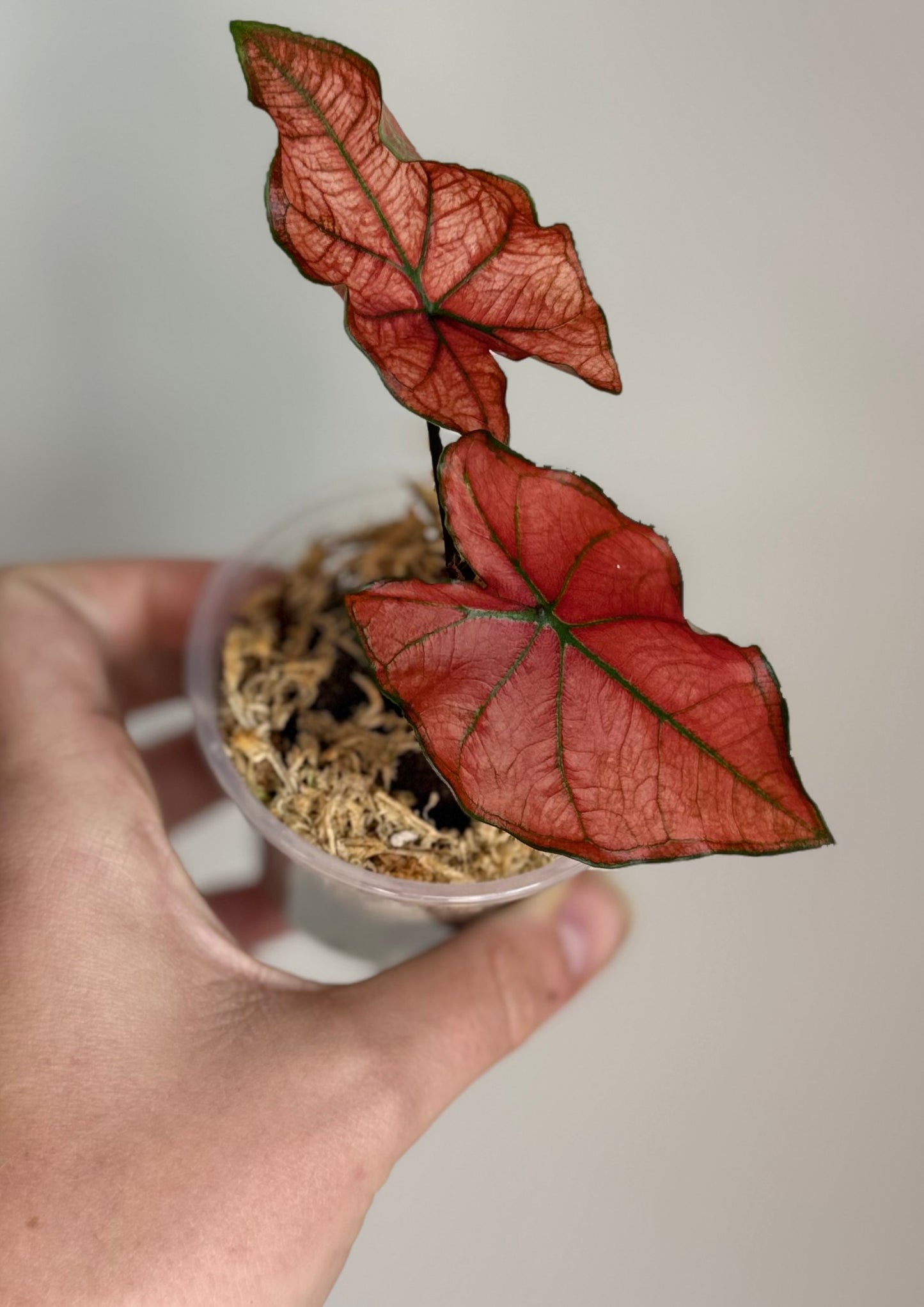 Thai Caladium