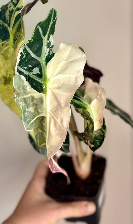 Alocasia Pink Polly Snowflake