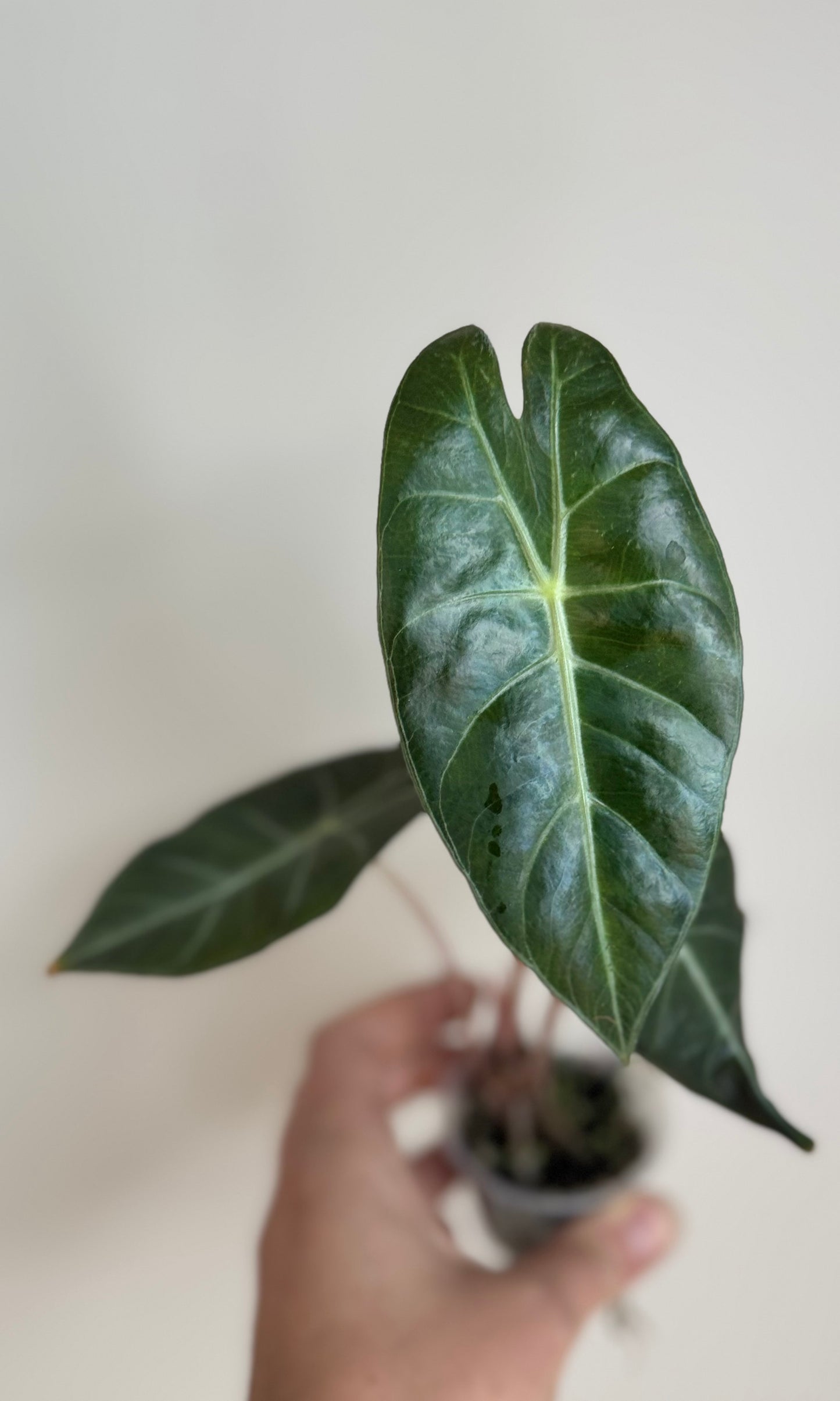 Corm - Alocasia Longiloba Purple Prince