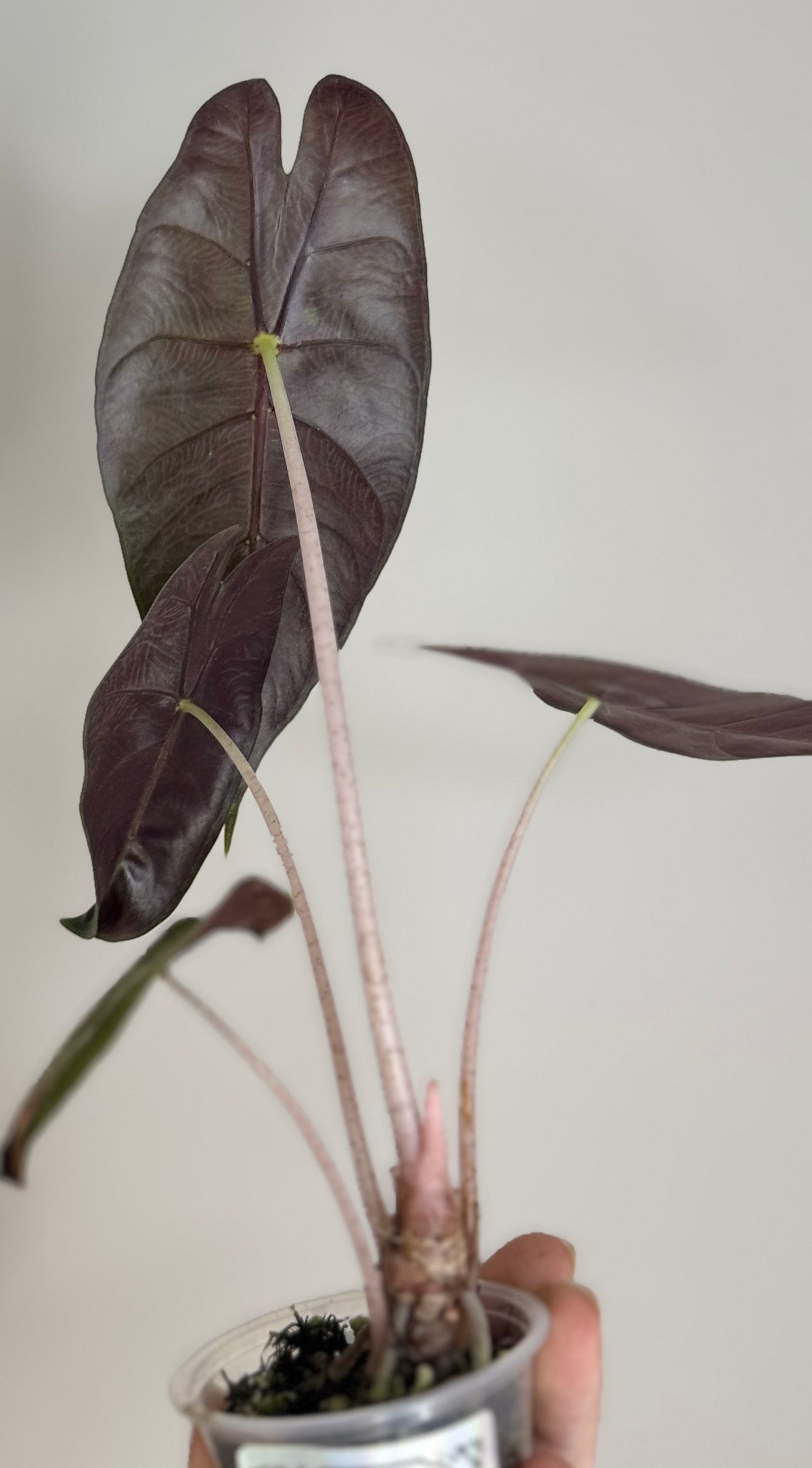 Corm - Alocasia Longiloba Purple Prince