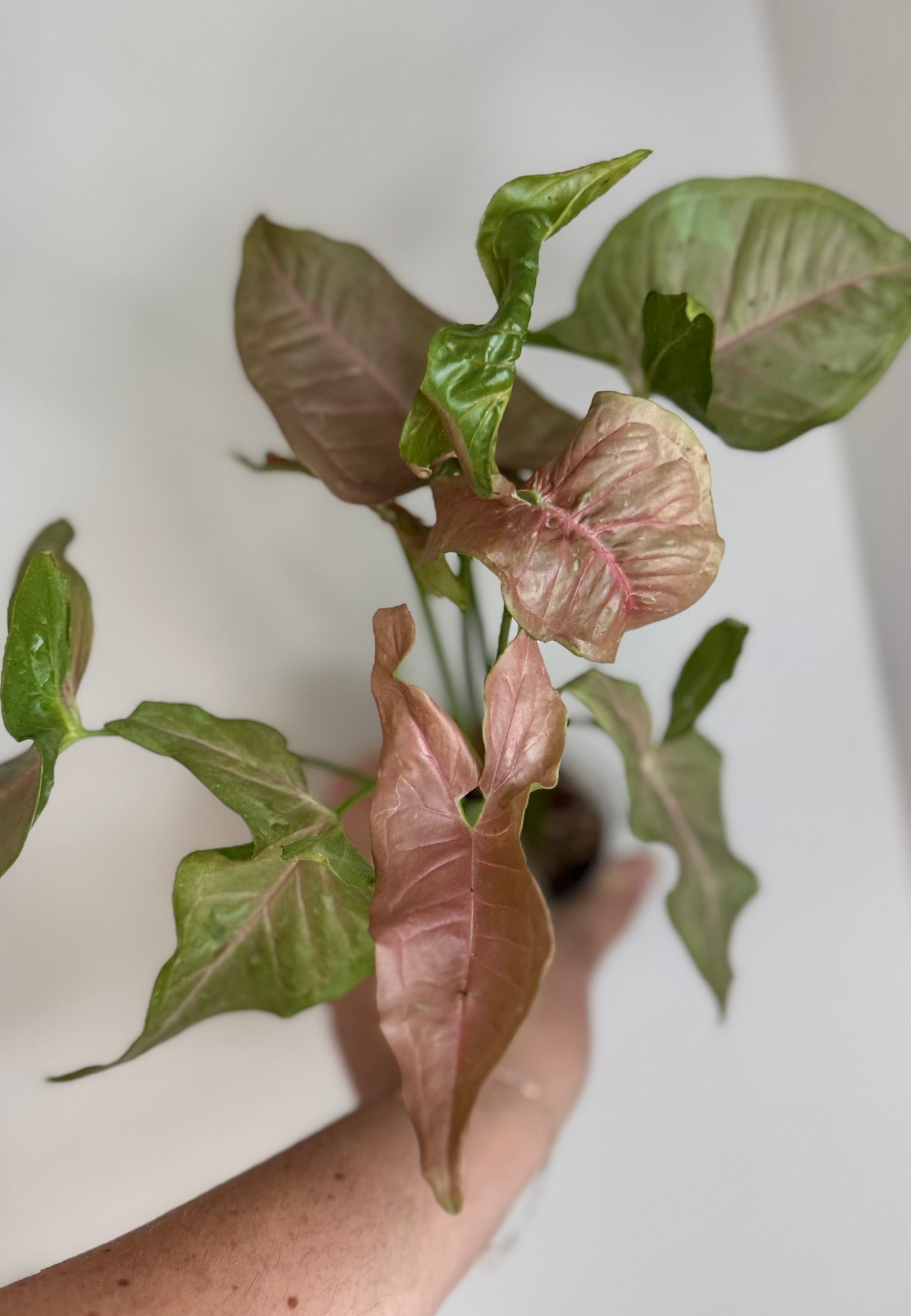 Syngonium Pink Pastel