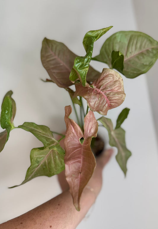 Syngonium Pink Pastel