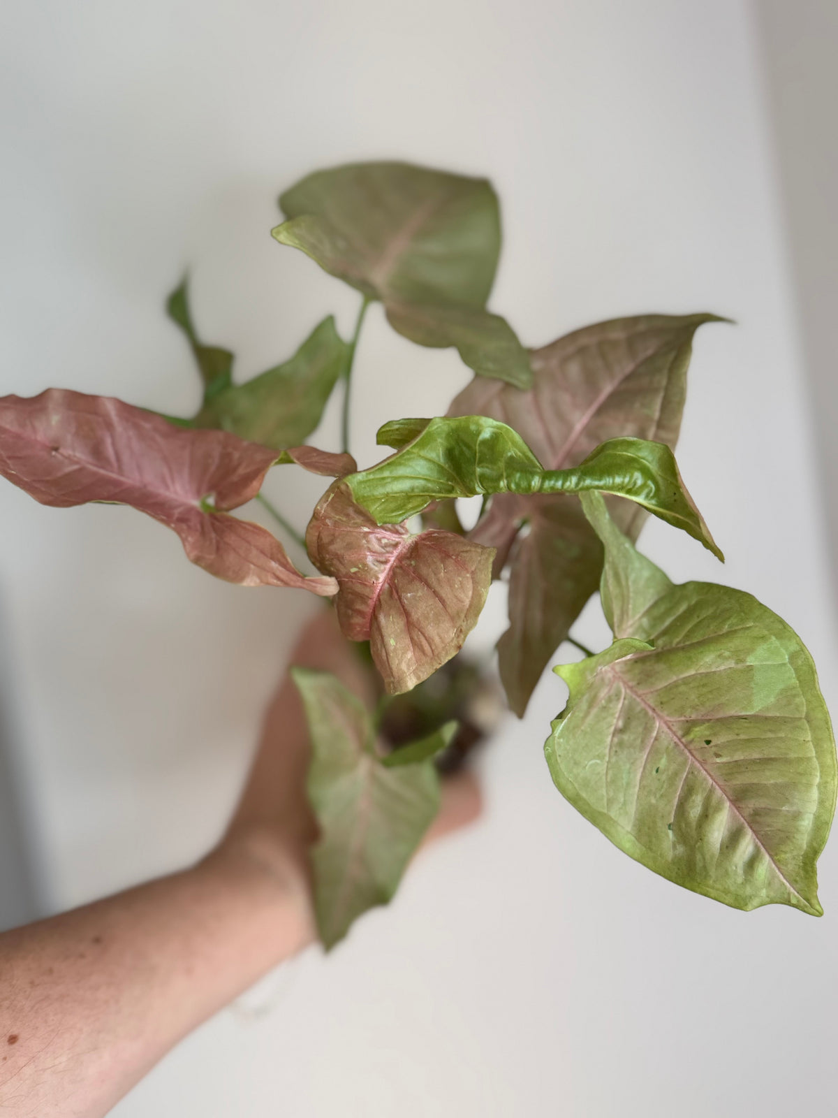 Syngonium Pink Pastel