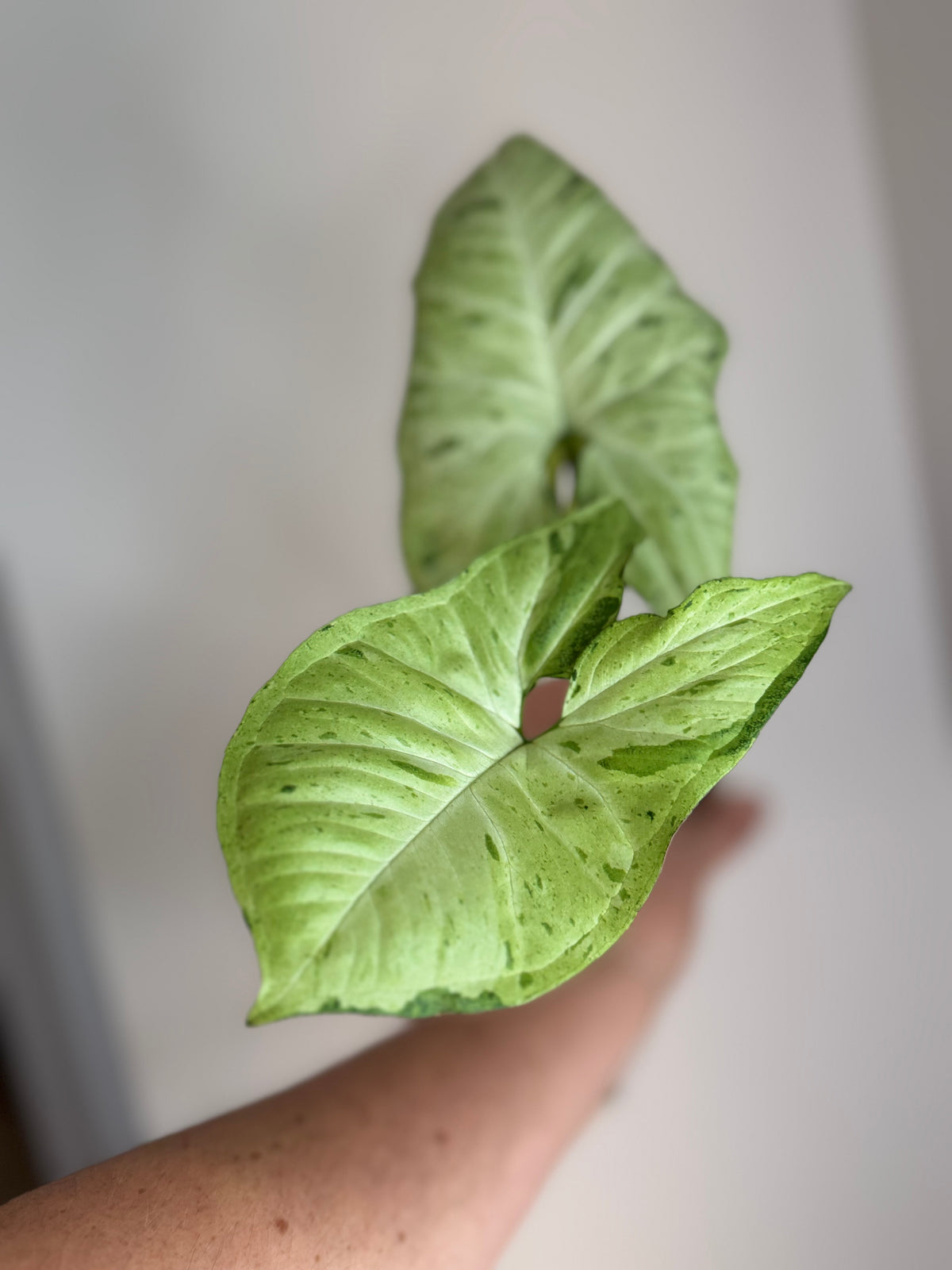 Syngonium Oregano
