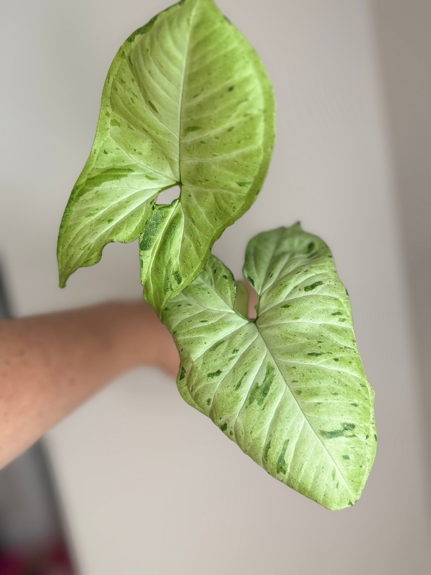 Syngonium Oregano