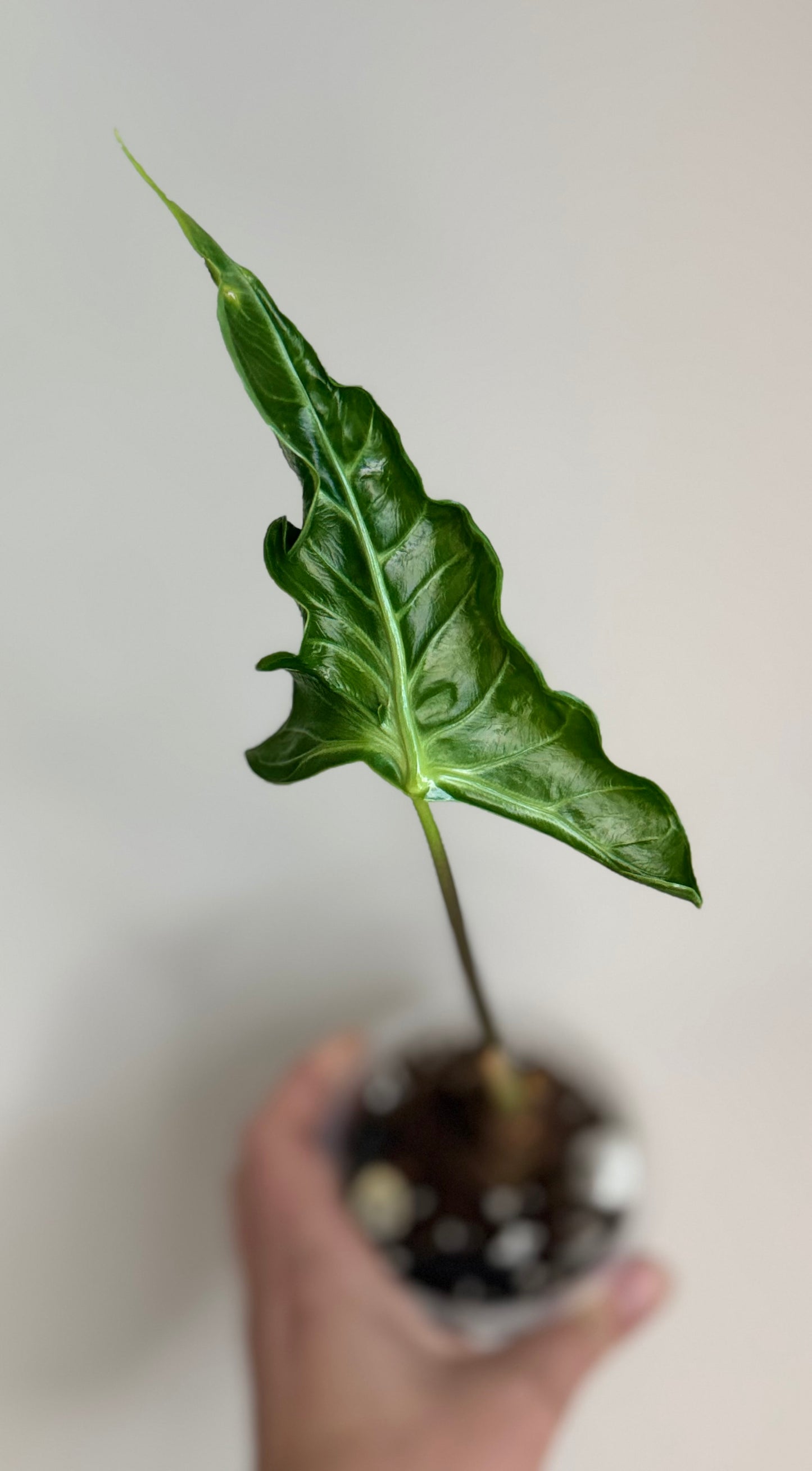 Alocasia Teletubbies Mutation
