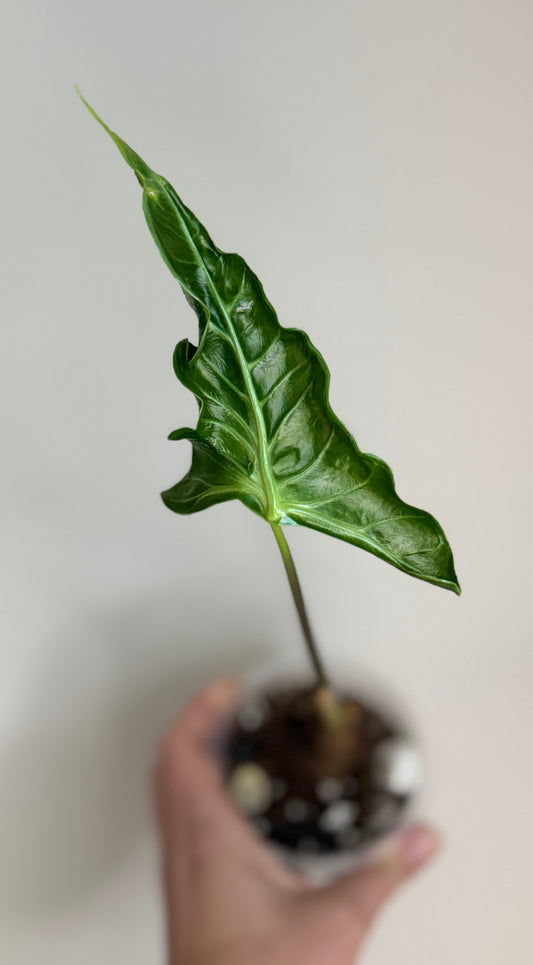 Alocasia Teletubbies Mutation