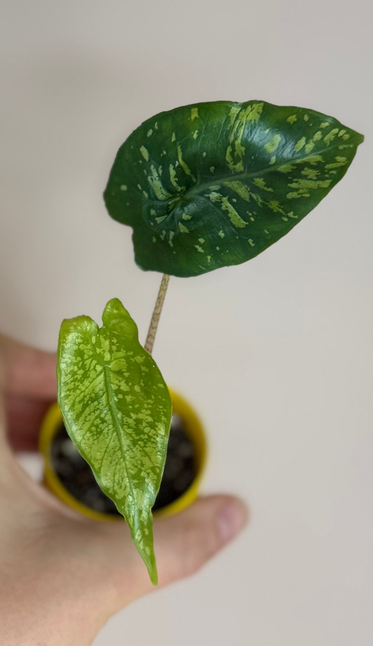 Alocasia Dragon Glass Hybrid
